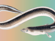 Ethereum Execution Layer Specification | Ethereum Foundation Blog