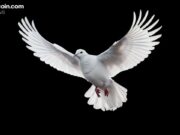 Arthur Hayes: Tether’s Gold and BTC Hoarding Anticipates Major Interest-Rate Cuts