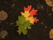 Agreeable Smart Contracts – CoinCodeCap