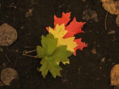 Agreeable Smart Contracts – CoinCodeCap