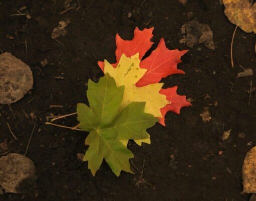 Agreeable Smart Contracts – CoinCodeCap