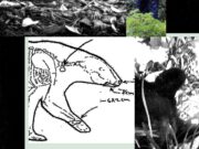 New Records Reveal the Mess RFK Jr. Left When He Dumped a Dead Bear in Central Park