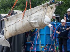 Inside the Wild Rescue Mission That Took 4 Beluga Whales to Chicago
