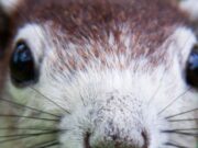 One of Meta’s Offices Was Briefly Overtaken by a Rogue Squirrel