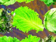 Why Lettuce Is Always Making People Sick