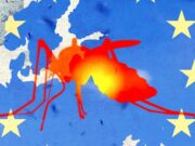 Tropical Diseases Like Dengue Fever and Chikungunya Are on the Rise in Europe