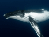 Satoshi-Era Bitcoin Whale Awakens, Moves $48M in Vintage BTC