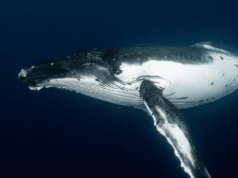 Satoshi-Era Bitcoin Whale Awakens, Moves $48M in Vintage BTC