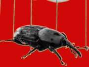 The PHP Meltdown Shows How AI Makes Bugs More Exploitable